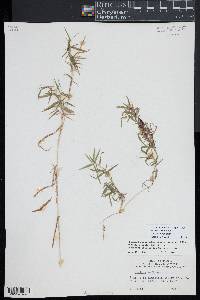 Dichanthelium dichotomum subsp. microcarpon image
