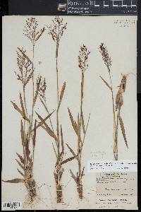 Dichanthelium ovale image