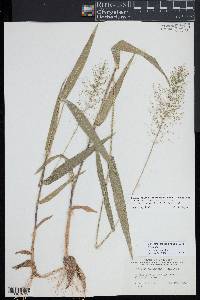 Dichanthelium polyanthes image