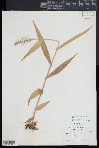 Dichanthelium polyanthes image