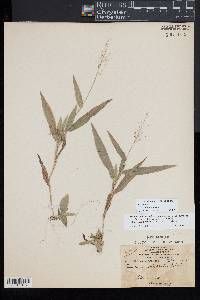 Dichanthelium polyanthes image