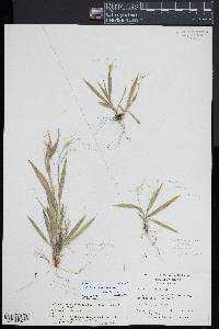 Dichanthelium strigosum image