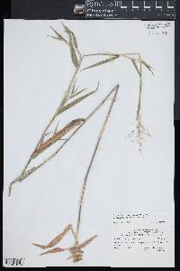 Dichanthelium scoparium image