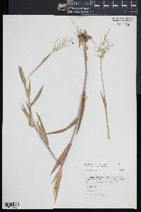 Dichanthelium scoparium image