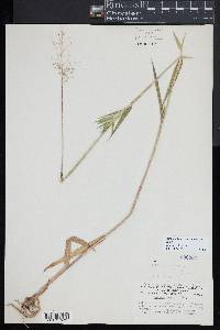 Dichanthelium scoparium image