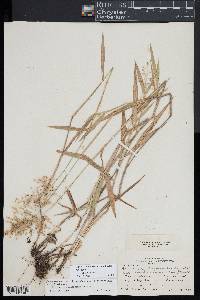 Dichanthelium scribnerianum image