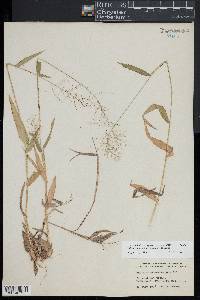 Dichanthelium sphaerocarpon image