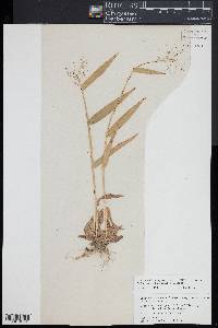 Dichanthelium sphaerocarpon image