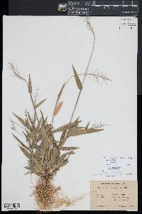 Dichanthelium sphaerocarpon image