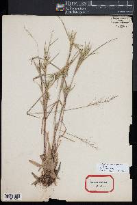 Dichanthelium acuminatum subsp. spretum image