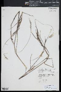 Dichanthelium acuminatum subsp. spretum image