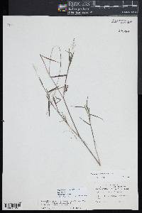 Dichanthelium acuminatum subsp. spretum image