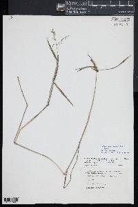 Dichanthelium acuminatum subsp. spretum image