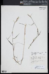Dichanthelium acuminatum subsp. spretum image
