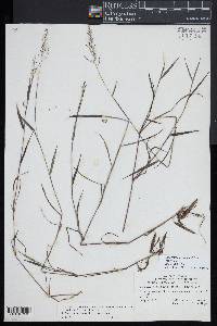 Dichanthelium acuminatum subsp. spretum image