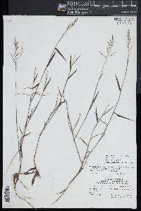 Dichanthelium acuminatum subsp. spretum image