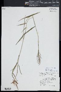 Dichanthelium acuminatum subsp. spretum image
