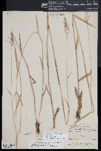 Dichanthelium acuminatum subsp. spretum image