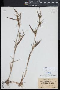 Dichanthelium acuminatum subsp. spretum image