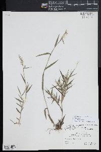 Dichanthelium acuminatum subsp. spretum image