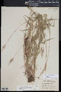 Dichanthelium acuminatum subsp. spretum image