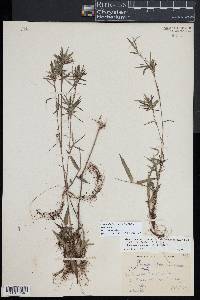 Dichanthelium acuminatum subsp. spretum image