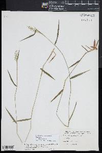 Dichanthelium acuminatum subsp. spretum image