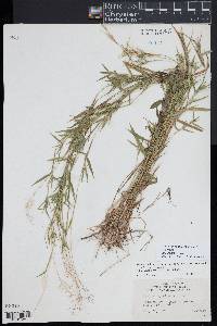 Dichanthelium acuminatum subsp. spretum image