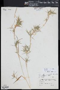 Dichanthelium acuminatum subsp. spretum image