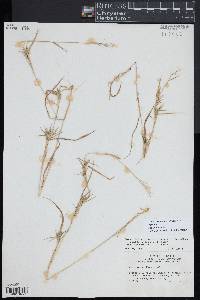 Dichanthelium acuminatum subsp. spretum image