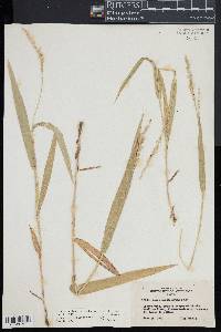 Dichanthelium xanthophysum image
