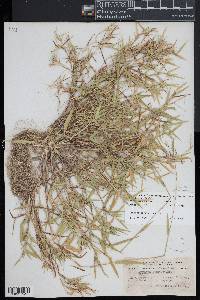 Dichanthelium acuminatum subsp. spretum image