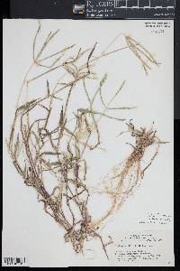 Digitaria ciliaris image