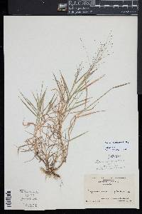 Digitaria cognata image