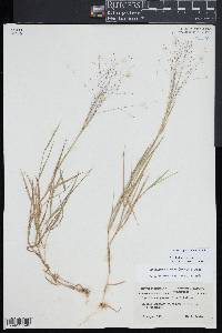 Digitaria cognata image