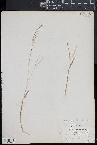 Digitaria filiformis image