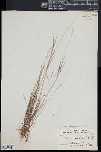 Digitaria filiformis image