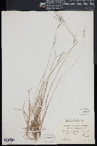 Digitaria filiformis image