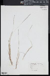 Digitaria filiformis image