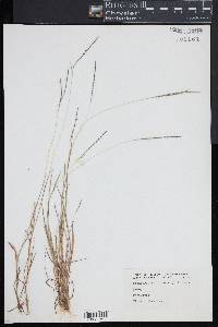 Digitaria filiformis image