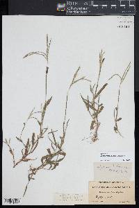 Digitaria ischaemum image