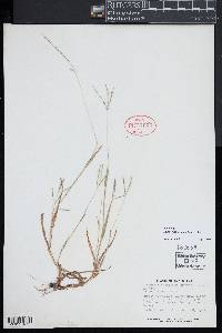 Digitaria ischaemum image