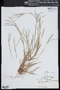 Digitaria ischaemum image