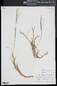 Digitaria ischaemum image