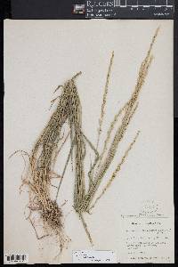 Elymus violaceus image