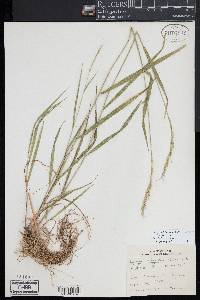 Elymus violaceus image