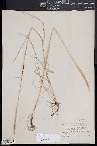 Elymus violaceus image