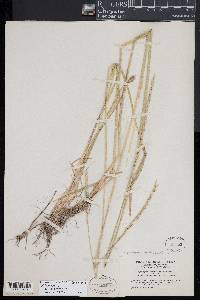 Elymus violaceus image