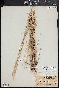 Elymus violaceus image