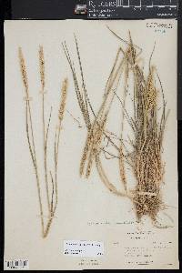 Elymus violaceus image